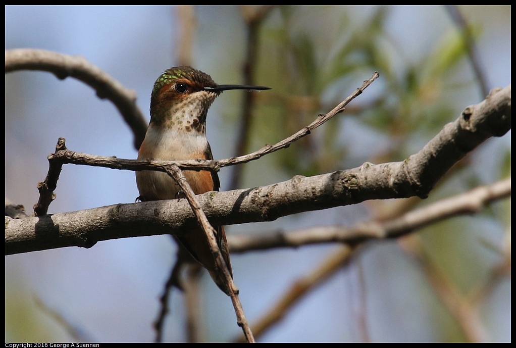 0217-113201-02.jpg - Allen's Hummingbird