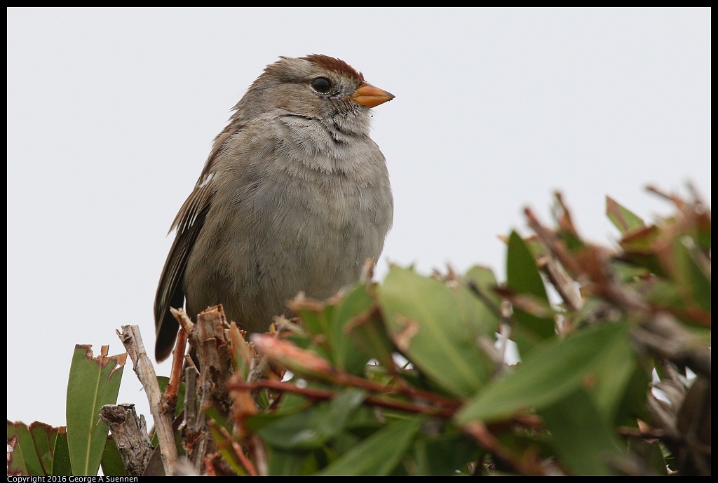 0309-123247-02.jpg - White-crowned Sparrow