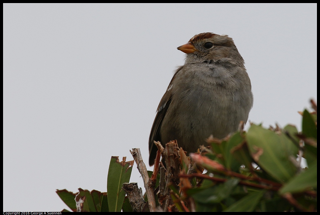 0309-123251-01.jpg - White-crowned Sparrow