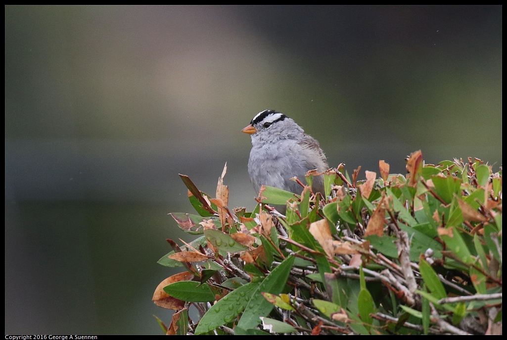 0309-124320-03.jpg - White-crowned Sparrow