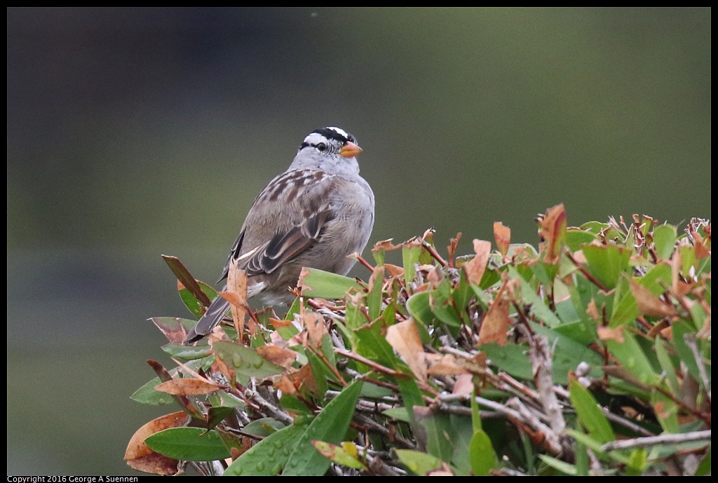 0309-124651-02.jpg - White-crowned Sparrow