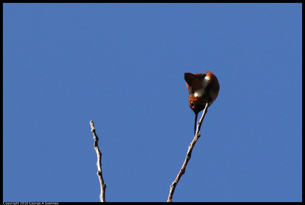 0316-094654-01.jpg - Allen's Hummingbird