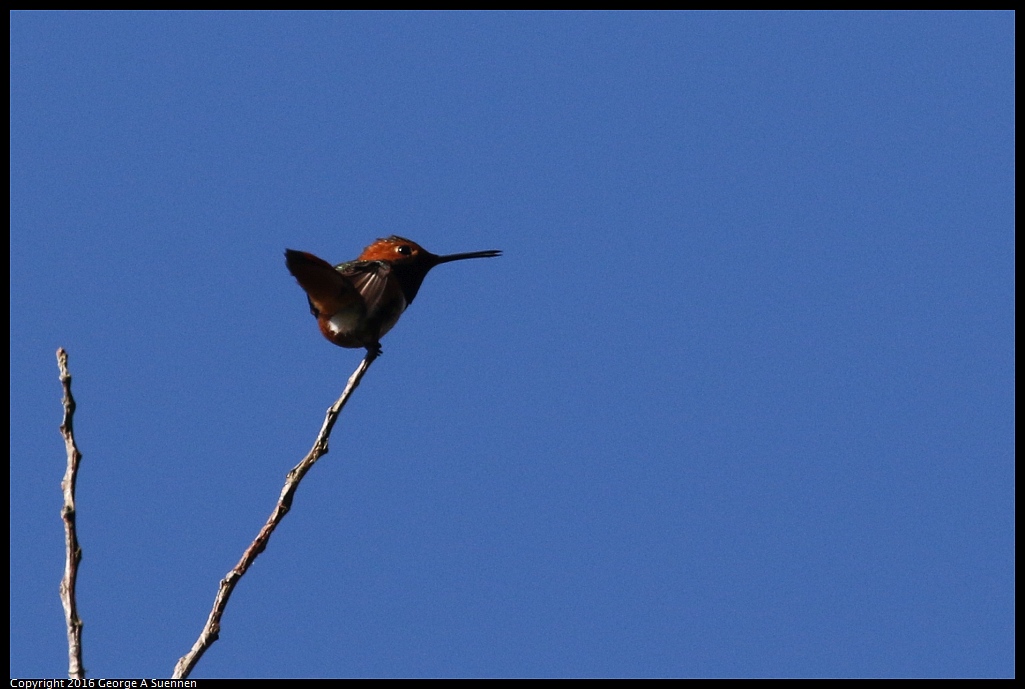 0316-094722-01.jpg - Allen's Hummingbird