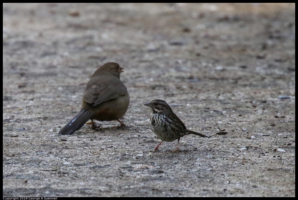 0316-095217-01.jpg - California Towhee and Song Sparrow