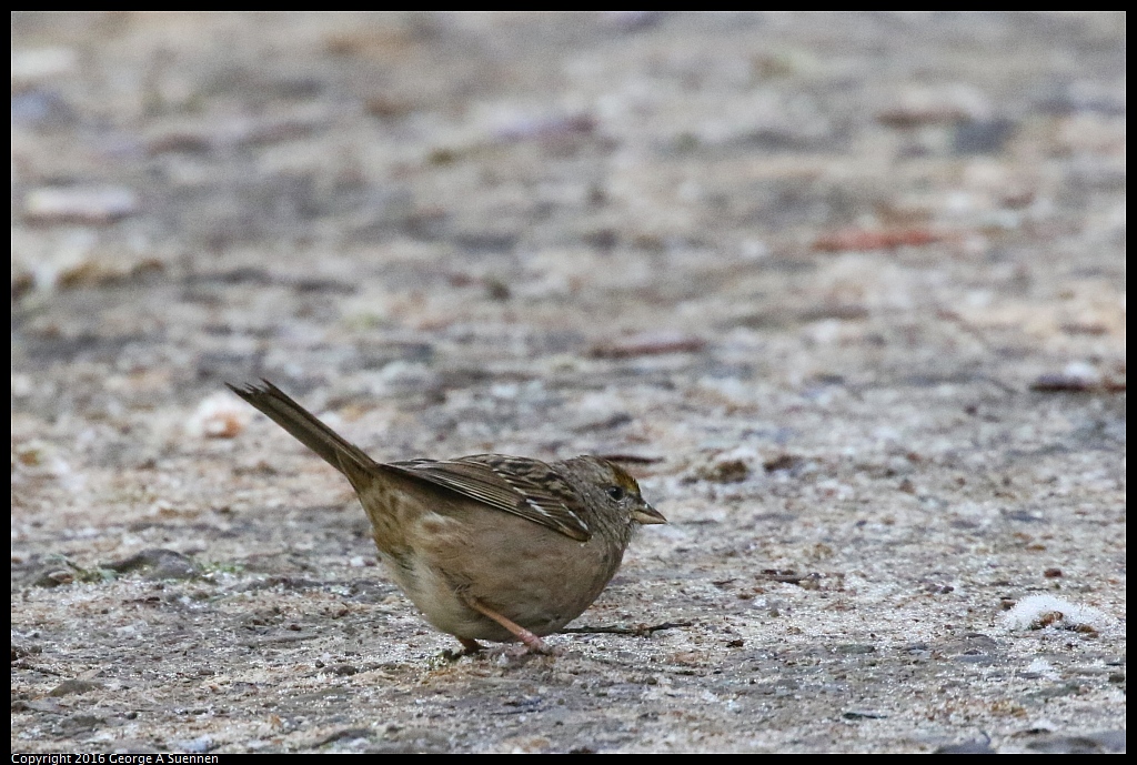 0316-095306-01.jpg - Golden-crowned Sparrow