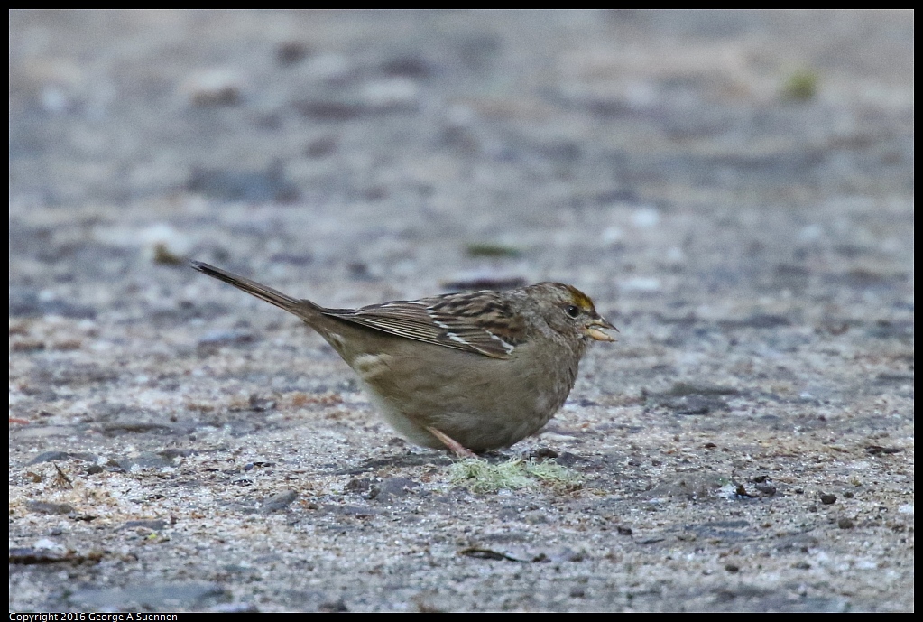 0316-095334-01.jpg - Golden-crowned Sparrow