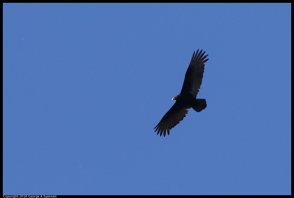 0316-101553-01.jpg - Turkey Vulture