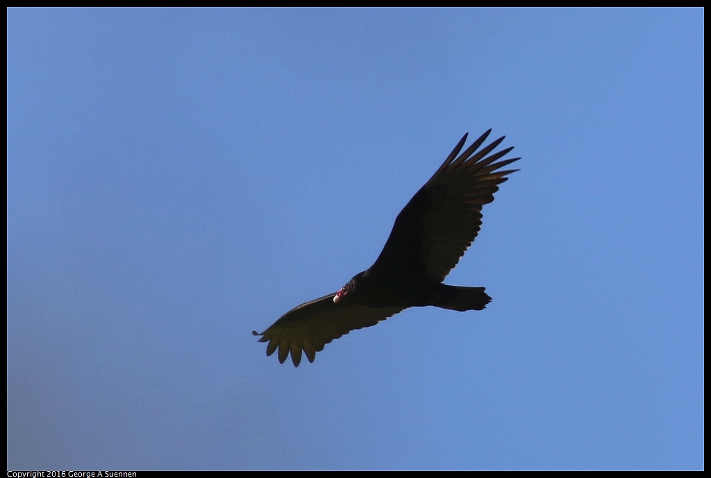 0316-102800-04.jpg - Turkey Vulture