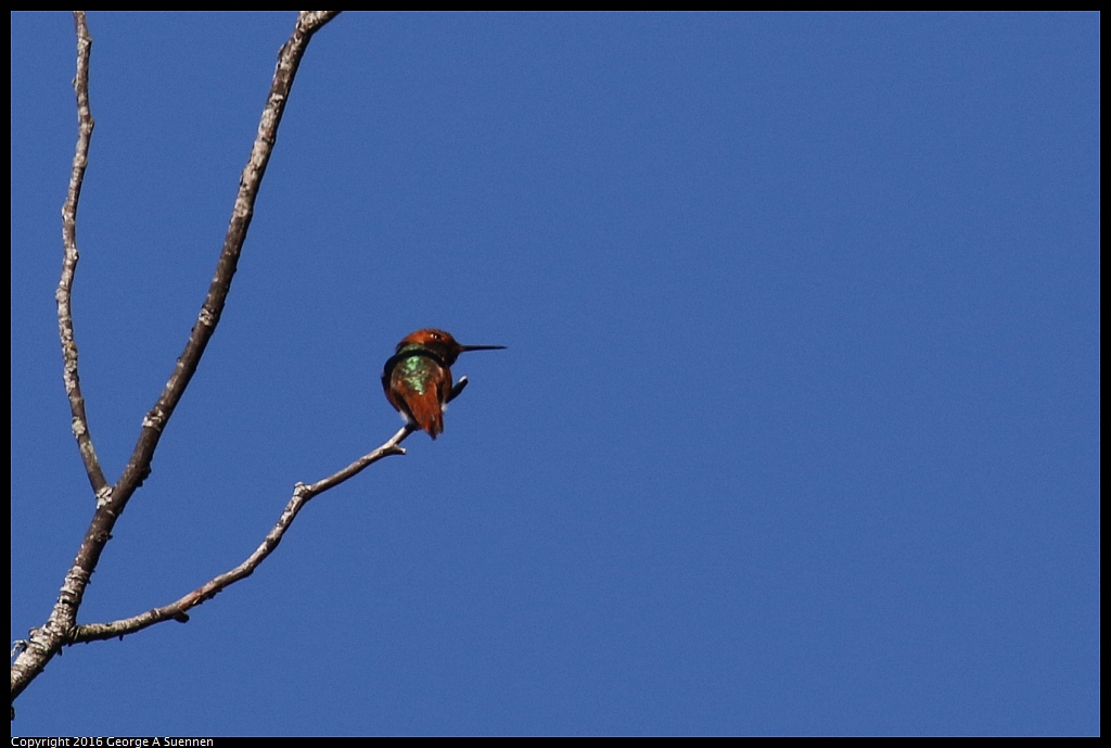 0316-102827-01.jpg - Allen's Hummingbird