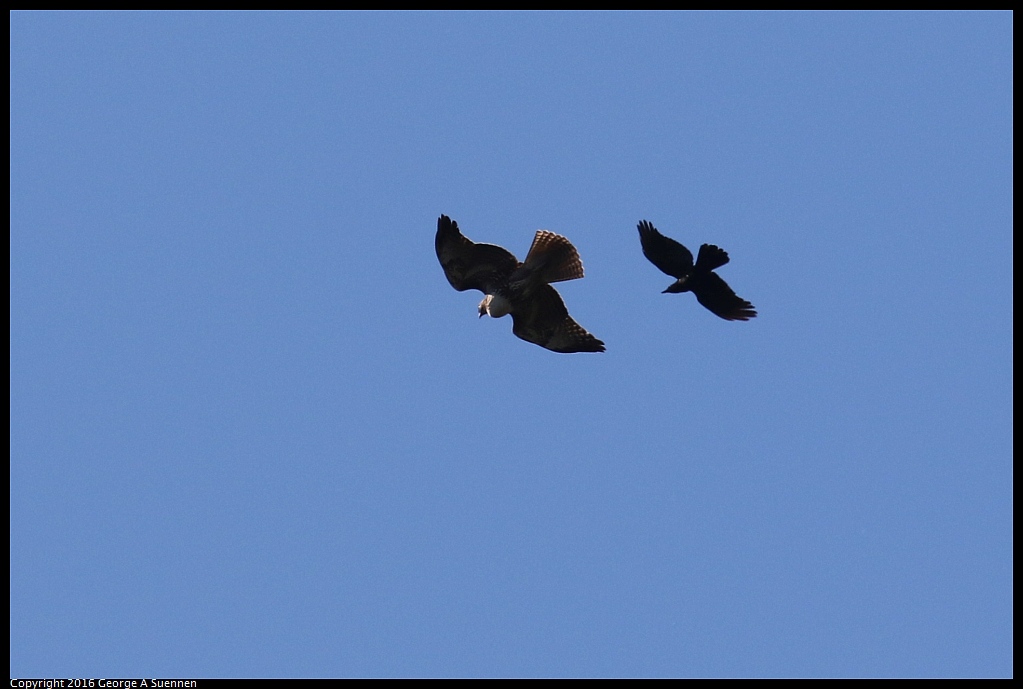 0316-103956-01.jpg - American Crown and Red-tailed Hawk