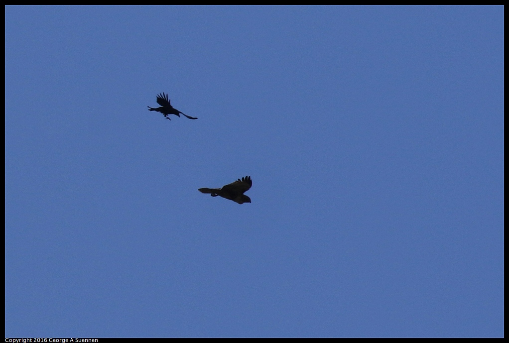 0316-104011-01.jpg - American Crown and Red-tailed Hawk