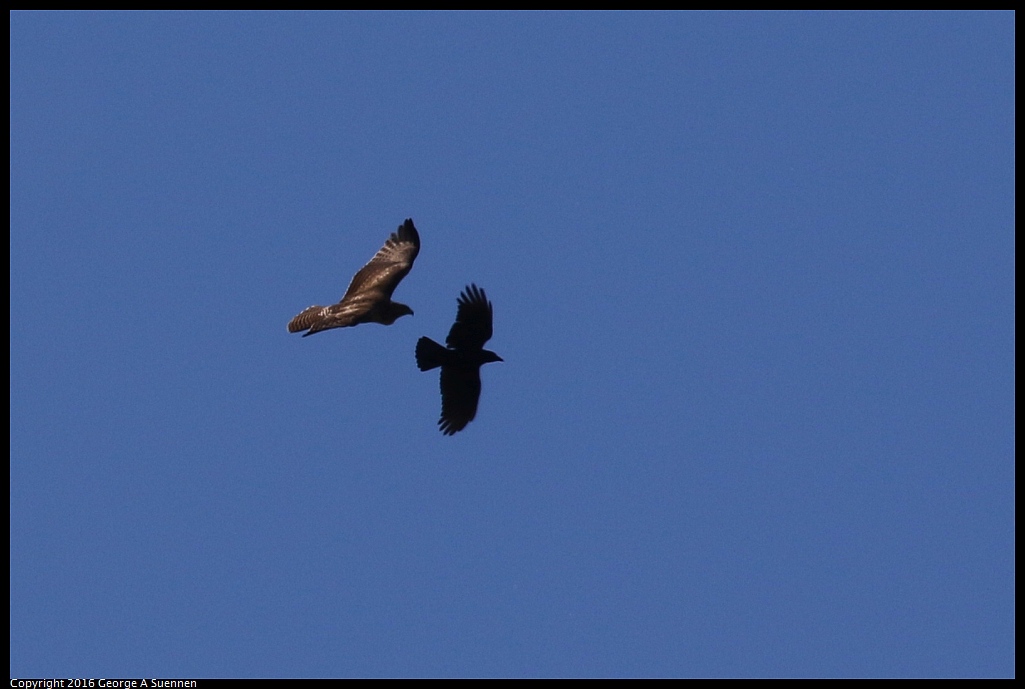 0316-104012-01.jpg - American Crown and Red-tailed Hawk