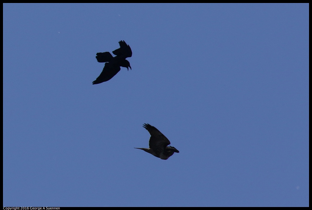 0316-104051-01.jpg - Common Raven and Red-tailed Hawk 
