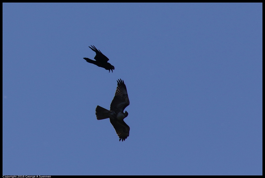 0316-104051-02.jpg - Common Raven and Red-tailed Hawk 