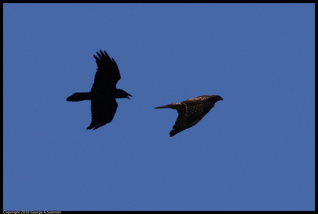 0316-104059-02.jpg - Common Raven and Red-tailed Hawk 