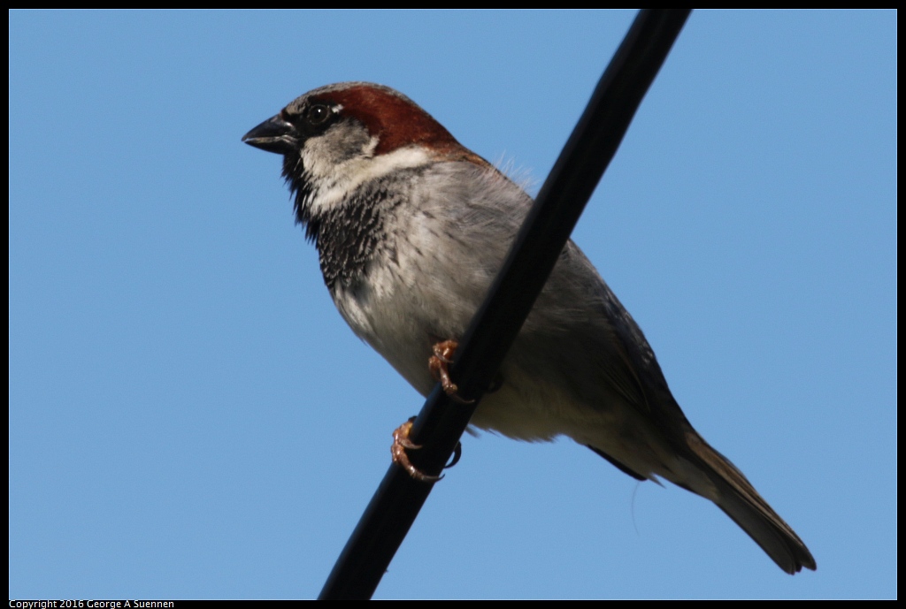 0316-111022-03.jpg - House Sparrow