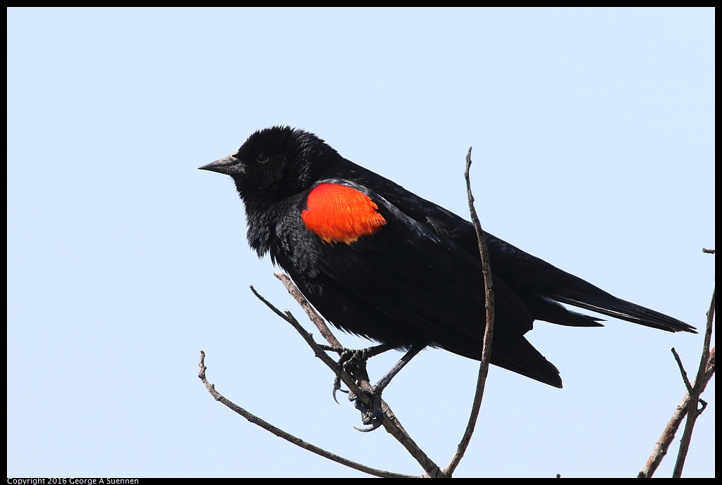 0324-112647-03.jpg - Red-winged Blackbird