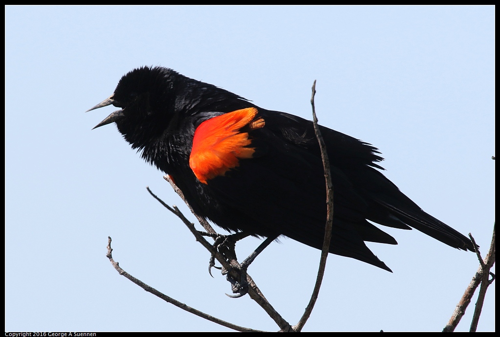 0324-112649-01.jpg - Red-winged Blackbird