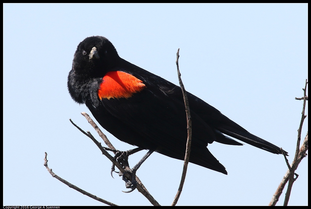 0324-112656-02.jpg - Red-winged Blackbird