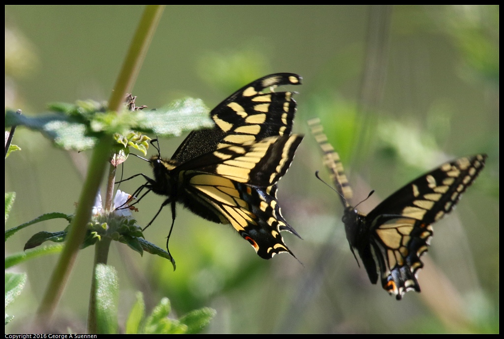 0324-113053-02.jpg - Swallowtail Butterfly