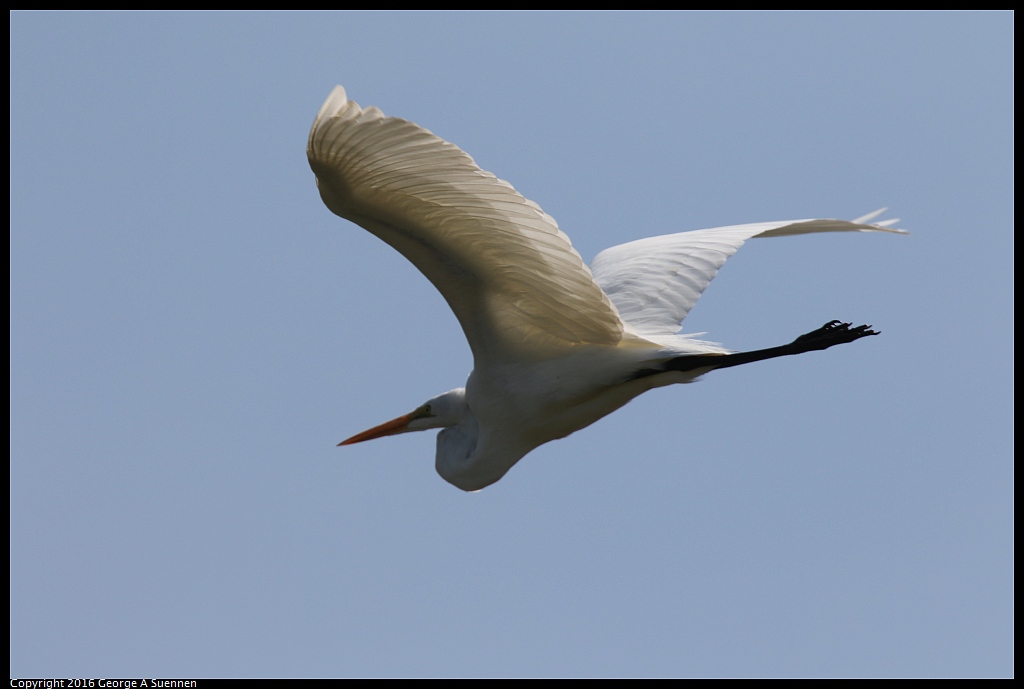 0324-120021-01.jpg - Great Egret