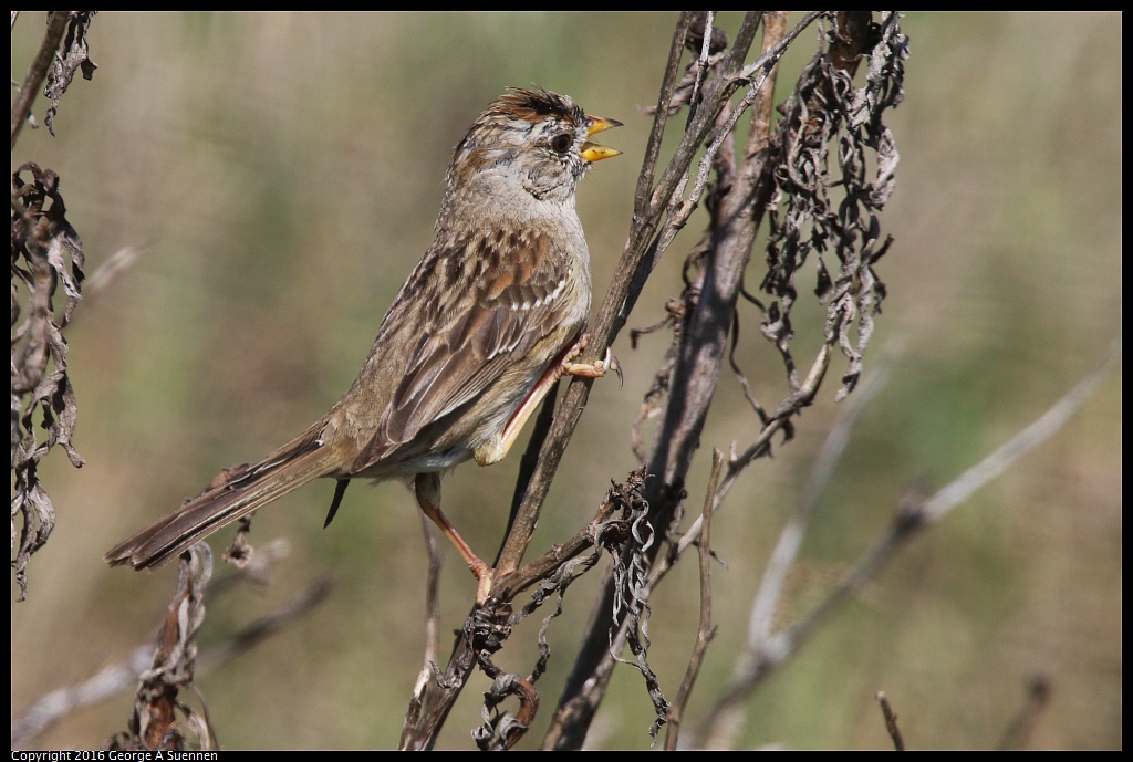 0324-120359-03.jpg - White-crowned Sparrow