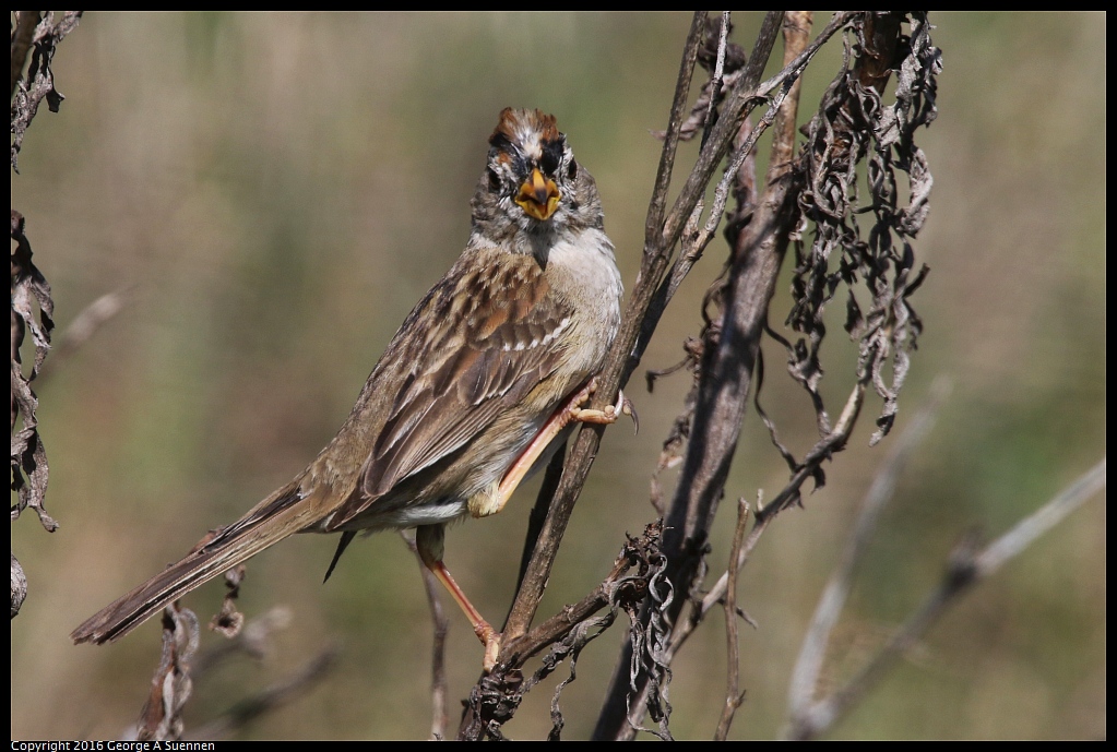 0324-120401-01.jpg - White-crowned Sparrow