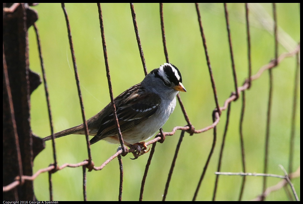 0324-120526-01.jpg - White-crowned Sparrow