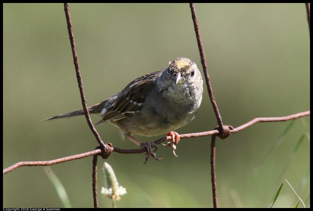 0324-120606-03.jpg - Golden-crowned Sparrow