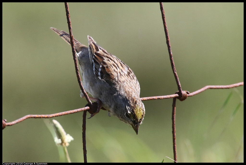 0324-120612-02.jpg - Golden-crowned Sparrow