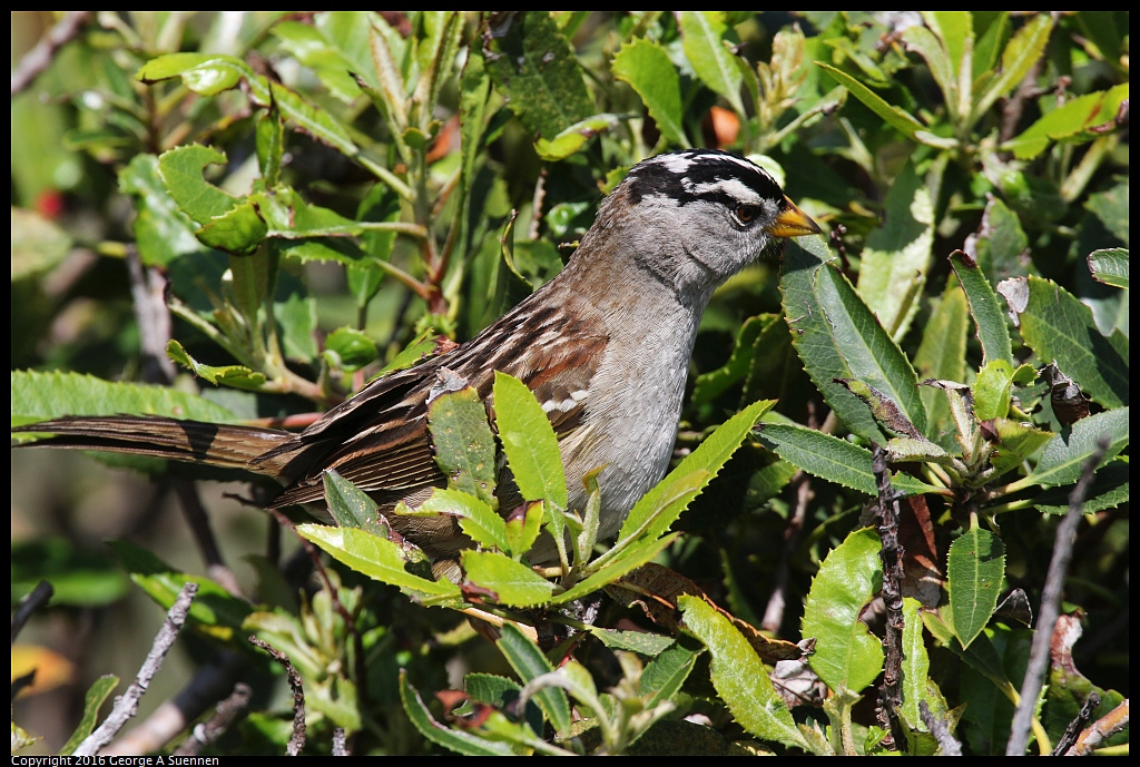 0324-120802-01.jpg - White-crowned Sparrow