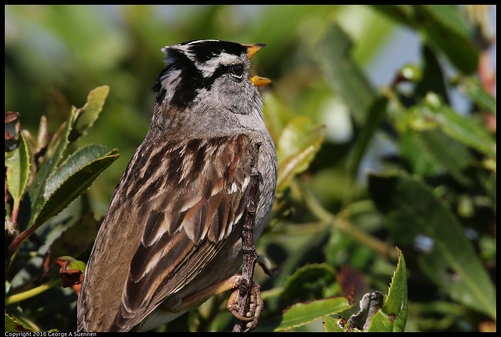 0324-120811-01.jpg - White-crowned Sparrow