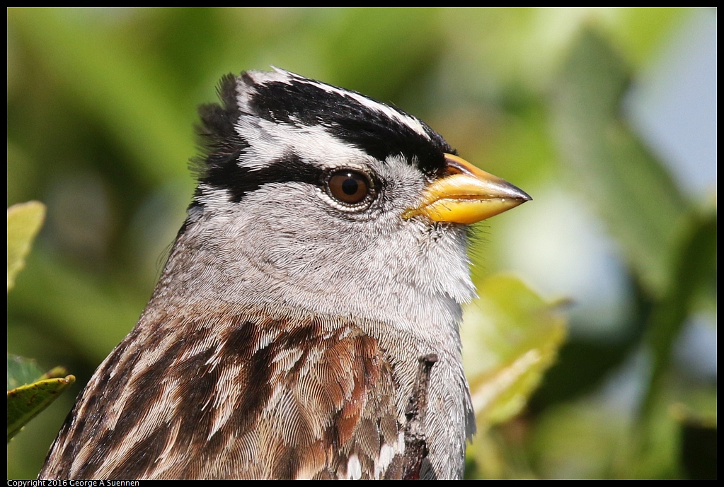 
White-crowned Sparrow - Richmond, Ca - March 24, 2016
