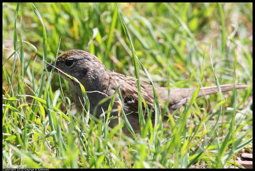 0324-121119-02.jpg - Golden-crowned Sparrow
