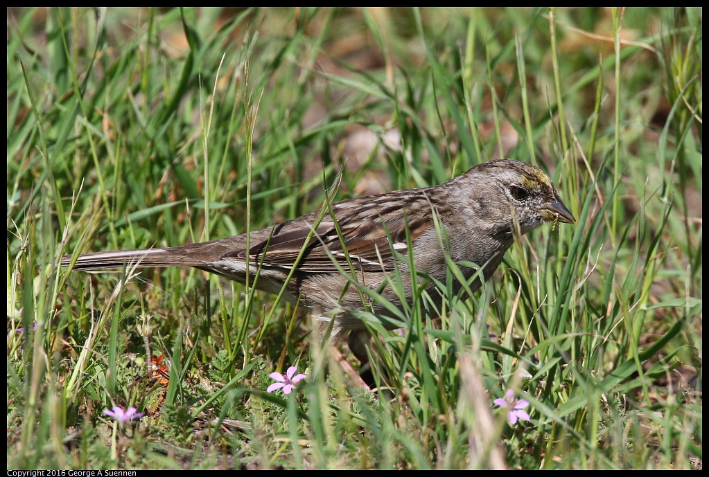 0324-121214-03.jpg - Golden-crowned Sparrow