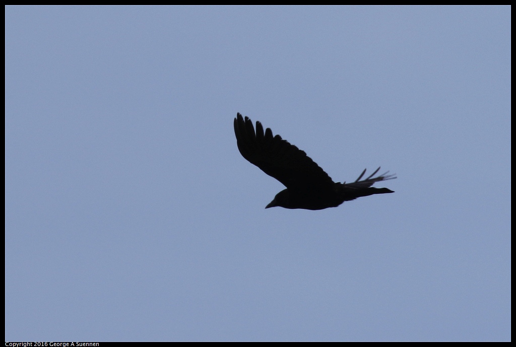 0324-123227-01.jpg - American Crow