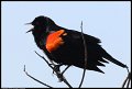 
Red-winged Blackbird - Richmond, Ca - March 24, 2016
