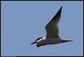 
Caspian Tern - Richmond, Ca - March 24, 2016
