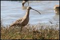 
Long-billed Curlew - Richmond, Ca - March 24, 2016
