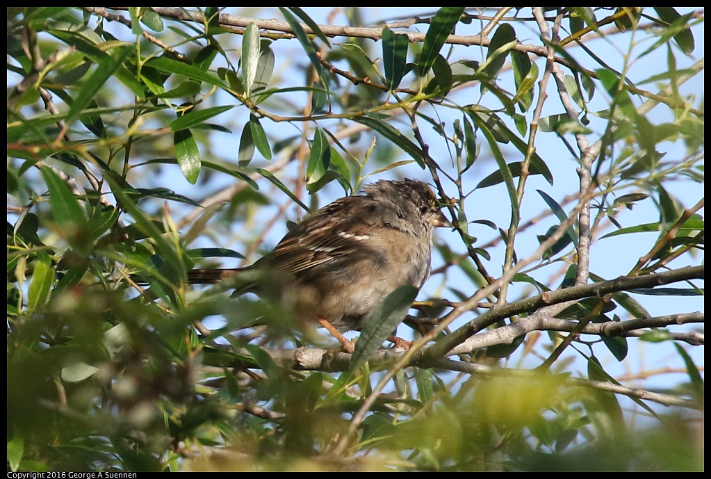 0325-081957-01.jpg - Golden-crowned Sparrow