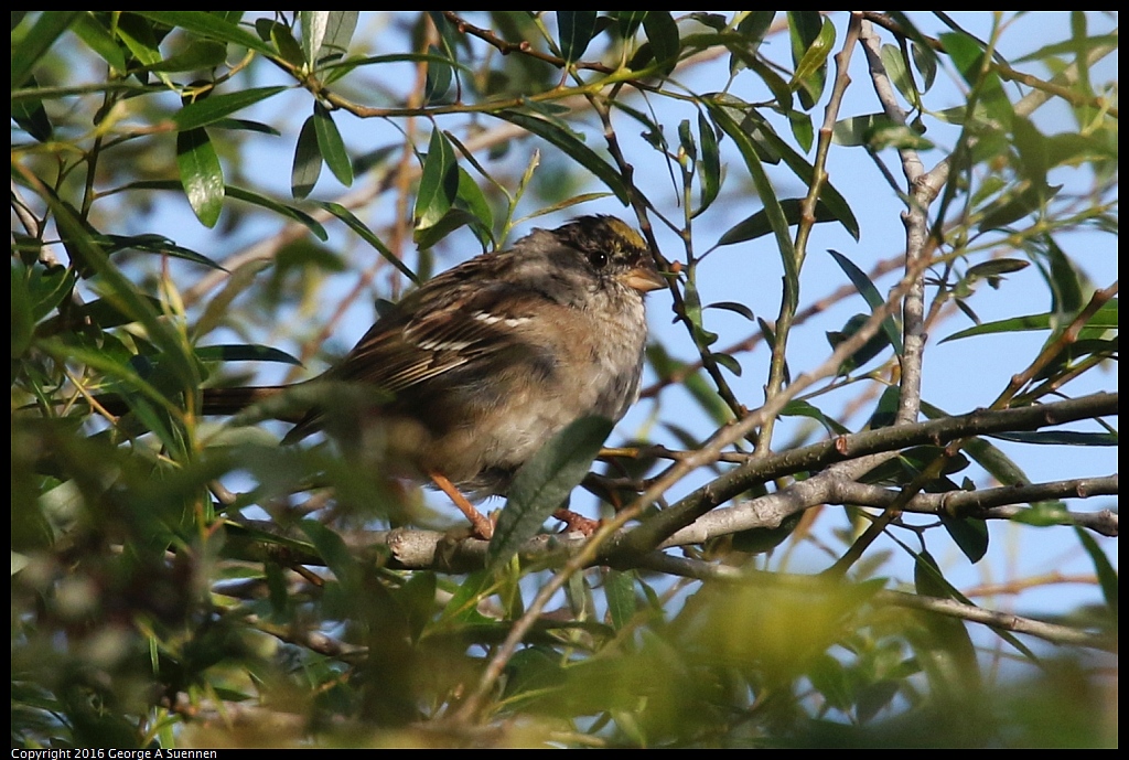 0325-082003-02.jpg - Golden-crowned Sparrow