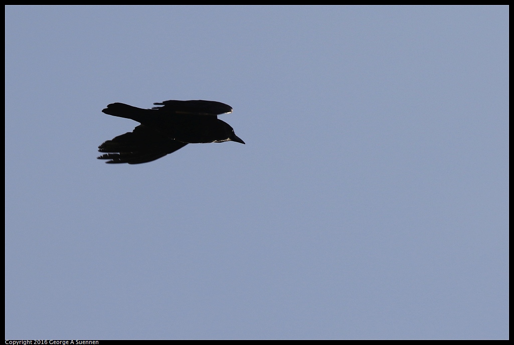 0325-082403-01.jpg - American Crow