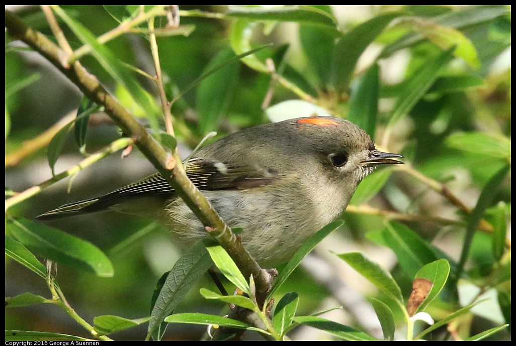 
Ruby-crowned Kinglet - Albany, Ca - March 25, 2016
