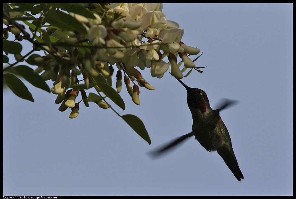 0325-083524-01.jpg - Anna's Hummingbird