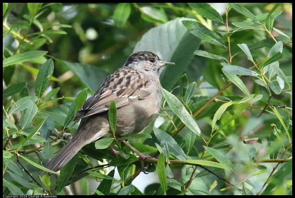 0325-091728-03.jpg - Golden-crowned Sparrow