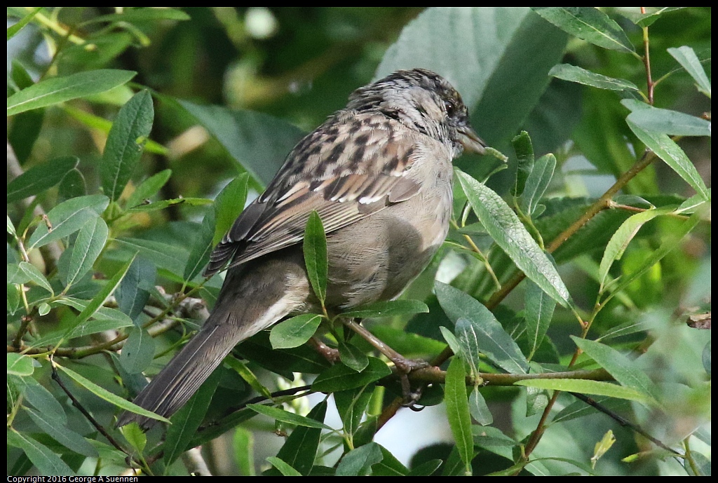0325-091728-04.jpg - Golden-crowned Sparrow