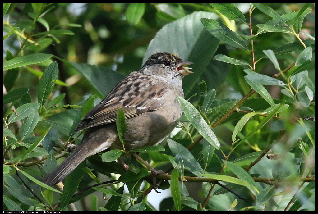 0325-091731-02.jpg - Golden-crowned Sparrow