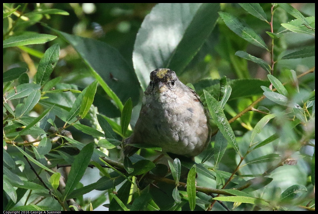 0325-091735-03.jpg - Golden-crowned Sparrow