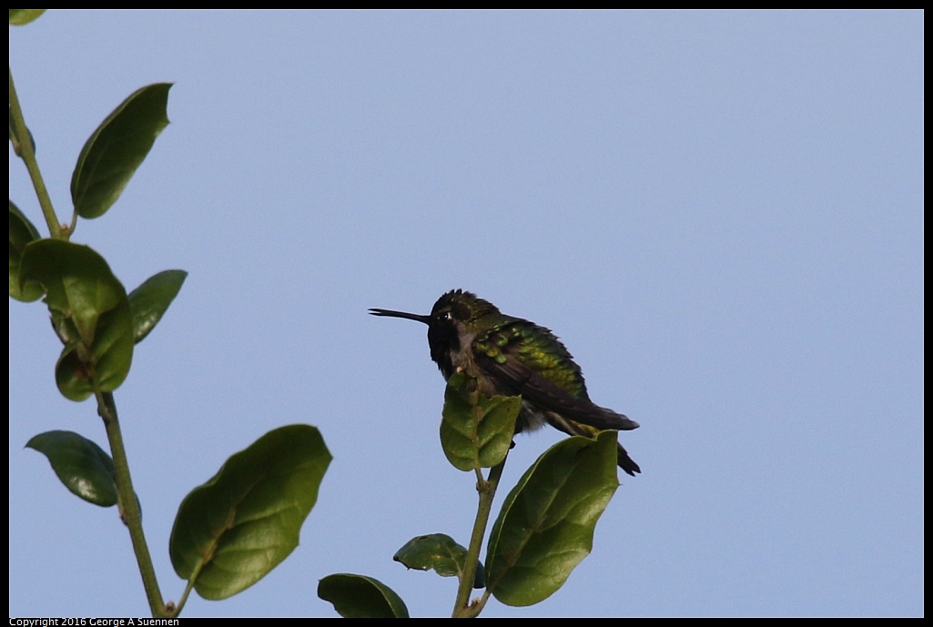 0325-091820-02.jpg - Anna's Hummingbird