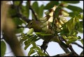 
Orange-crowned Warbler - Albany, Ca - March 25, 2016
